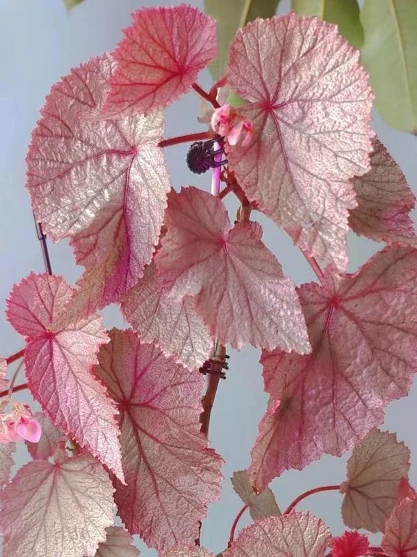 秋海棠室内观叶植物特殊地区链接