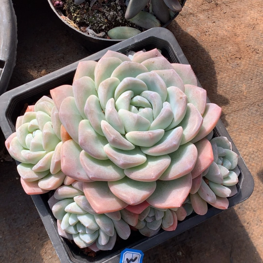 362冰玉 一物一拍多肉