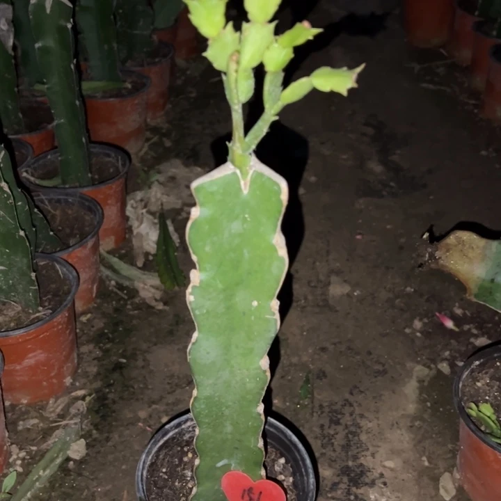 黛***草当前无花栽培后可以开花红羽毛151