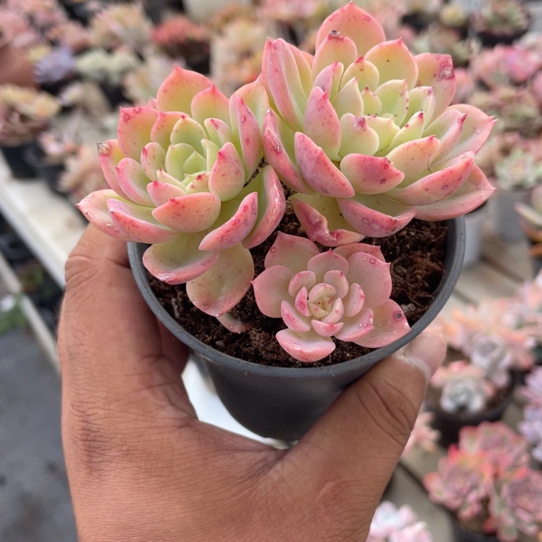 3113  哈密瓜  六月六