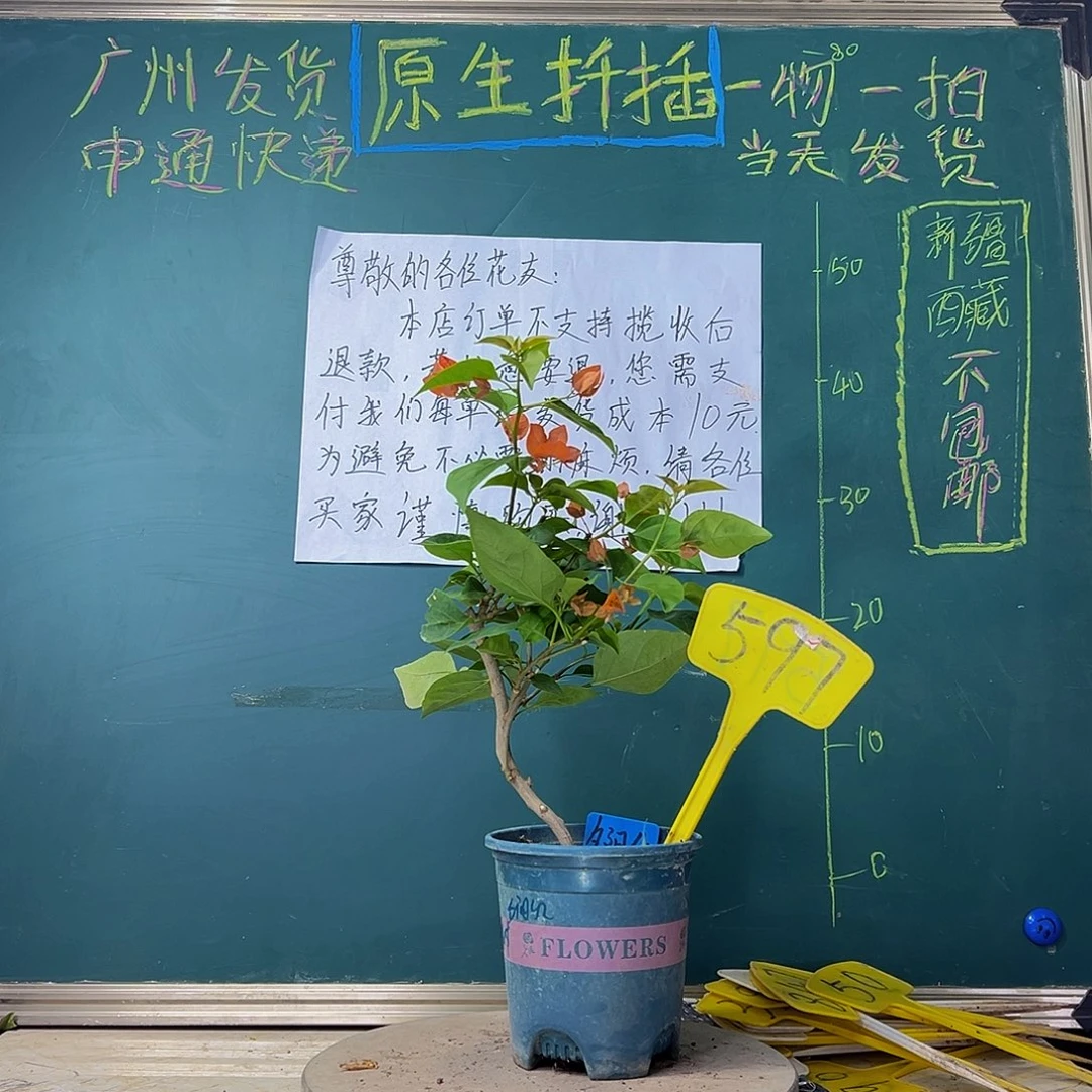 当前无花栽培后可以开花造型 绿叶夕阳红597