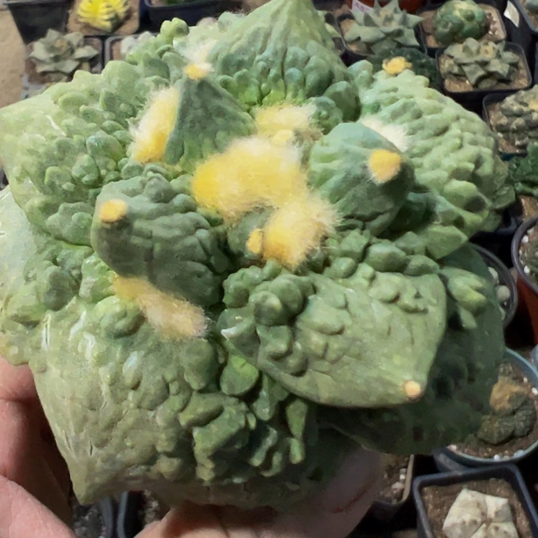 无花朵福利大尤栗源怒涛牡丹086