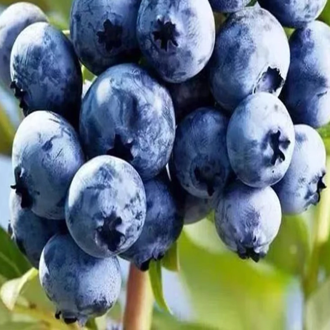 蓝莓果苗蓝莓树苗大果带土南方北方种植特大阳台盆栽地栽庭院耐寒