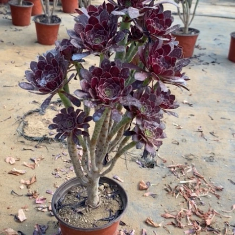 黑法30多肉植物法师法师