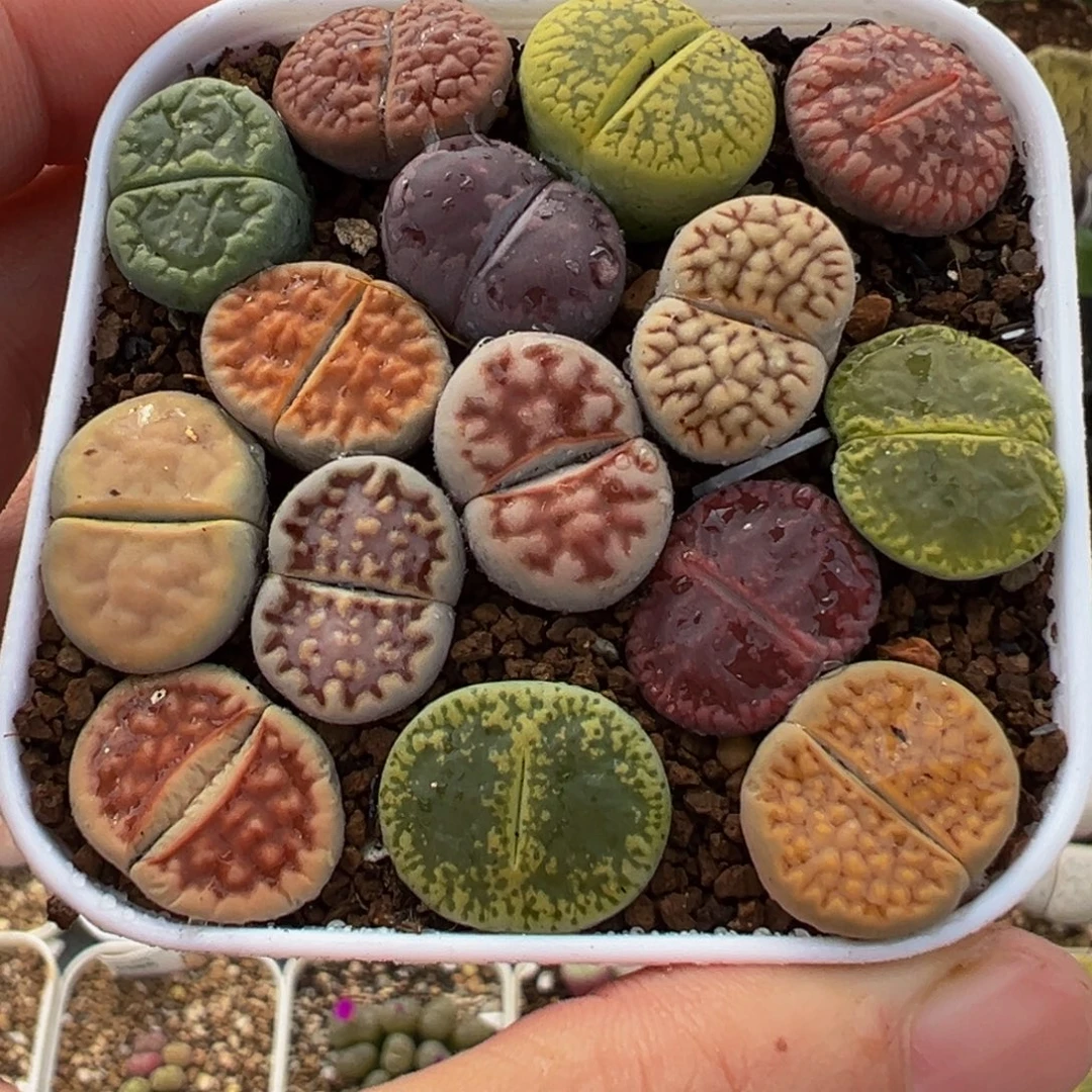 编号母本组合彩虹多肉植物