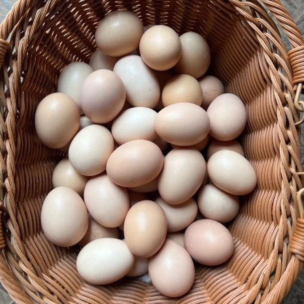 新鲜土鸡蛋谷物喂养  林间放养（我家住在大山里，每天疯跑六公里）