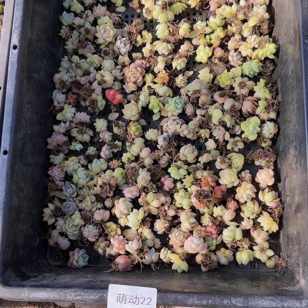 直播一物一拍多肉22