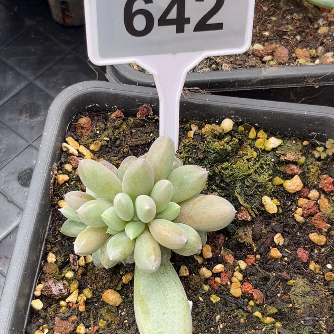 多肉植物海豚体哥特群642