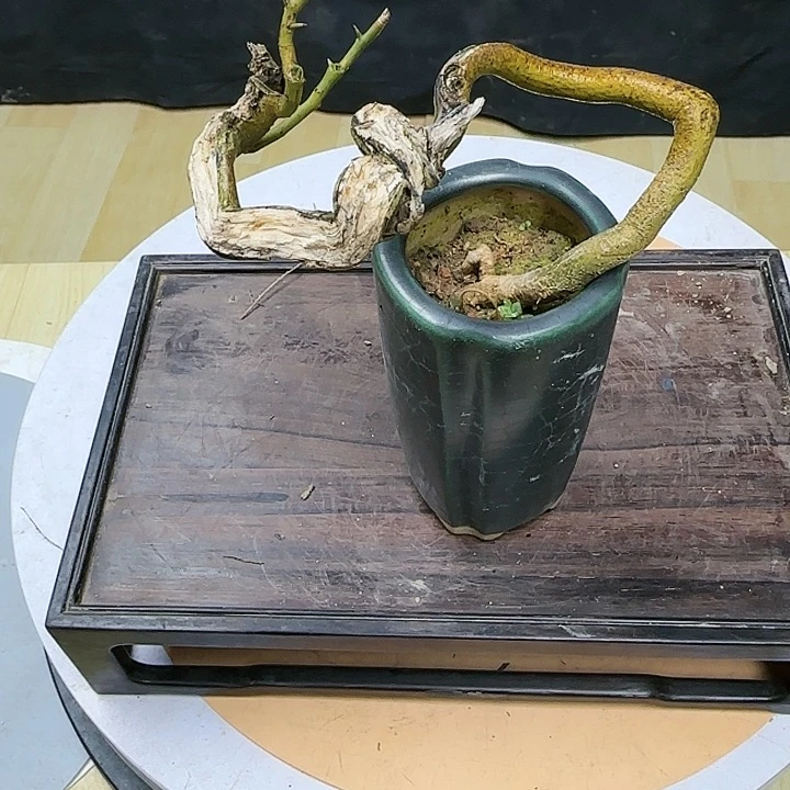 红陶闲**逛山橘子带盆包邮