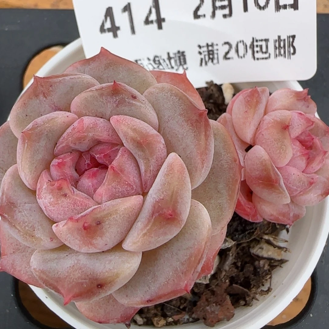 花语逸境0210-414
