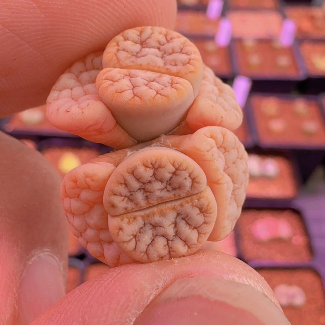 云缦新春特惠6.37