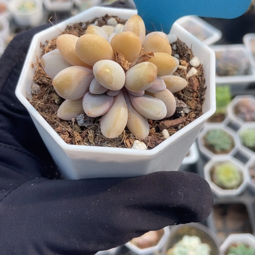 048粉兔多肉植物保护