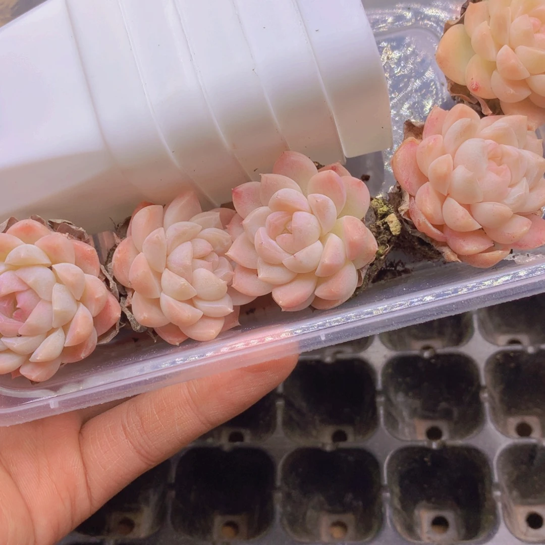 我要去买东西吃啊056