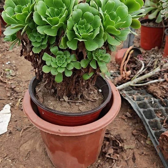 绿羊绒加急发货13