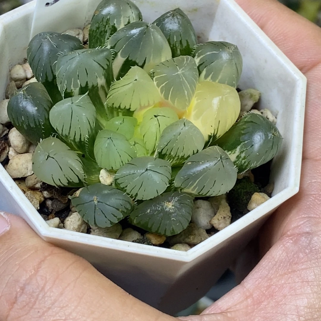 特价15号玉露锦一物一拍
