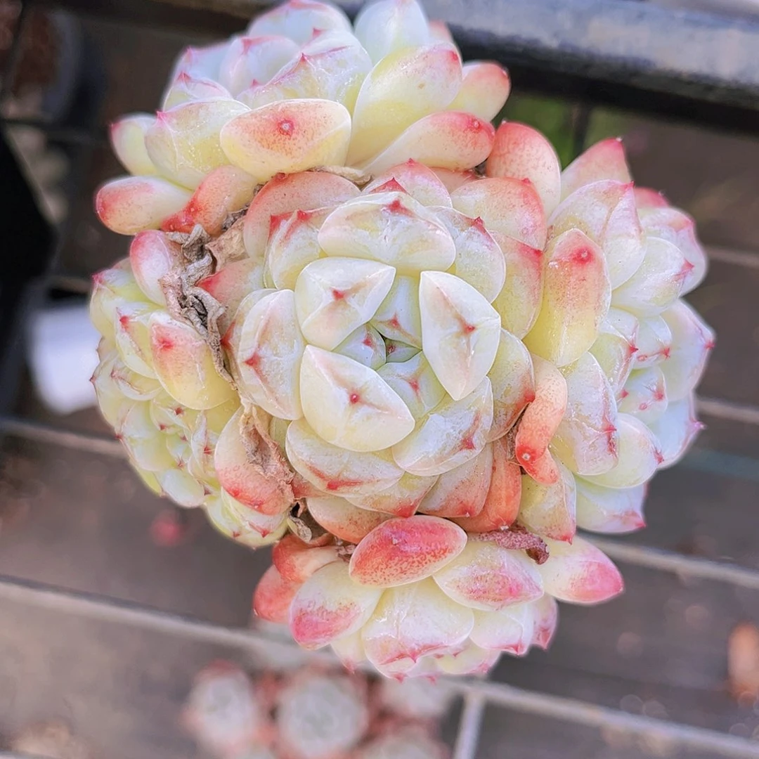 9.5公分冰娃娃99998888