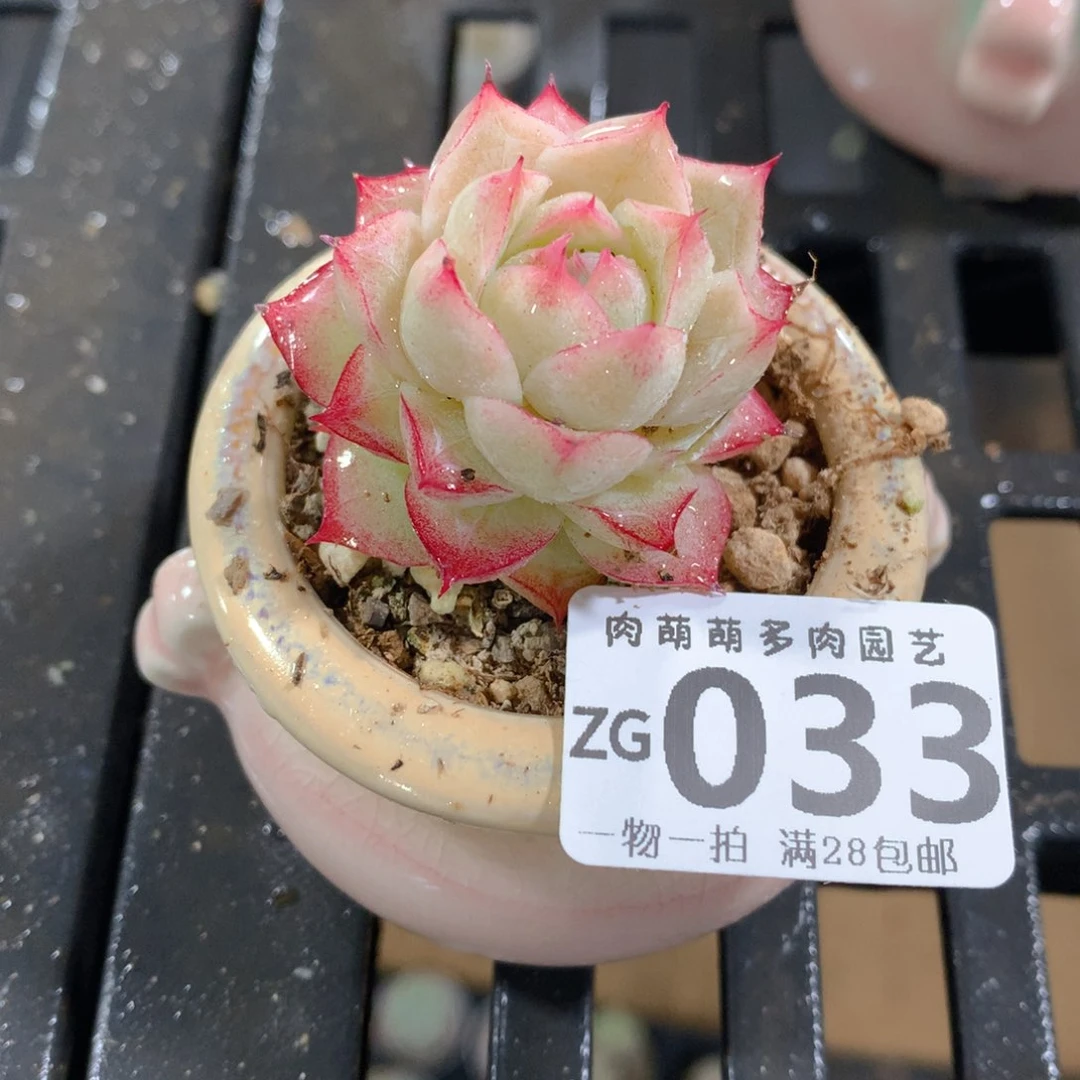 肉萌萌拇指盆精控多肉ZG033