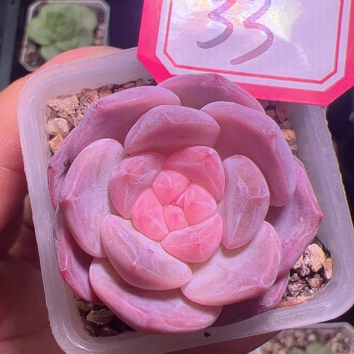 多肉植物特价单头