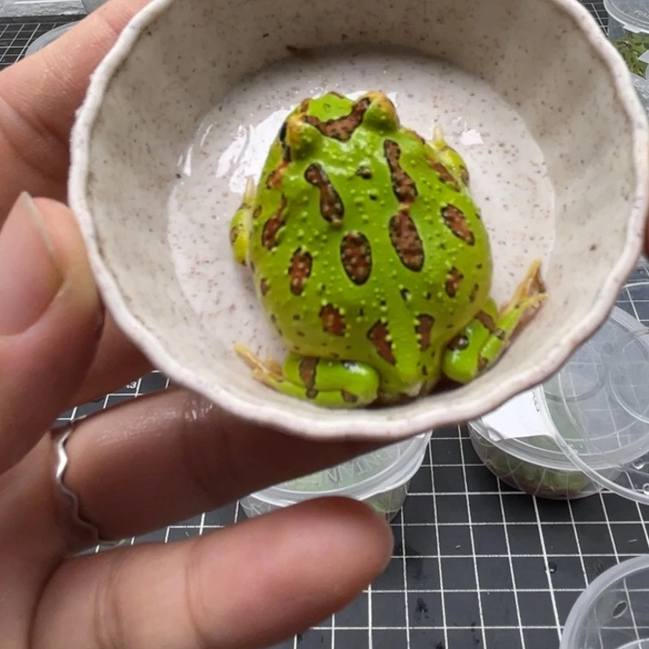 角蛙钟角蛙0 068