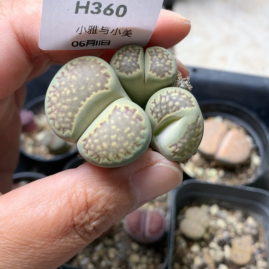 H360多肉植物保护研究所