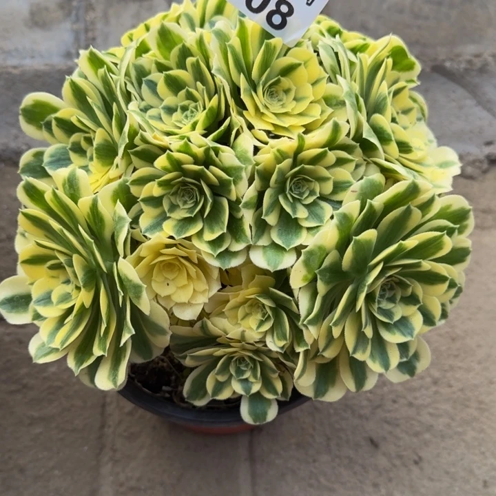 朵*迈巴赫丛林008肉肉