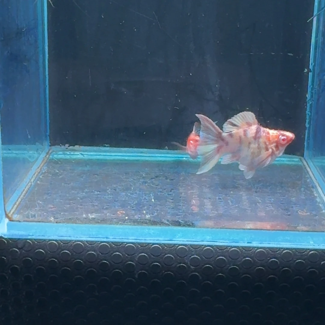 黑玛丽鱼632号玛丽2条