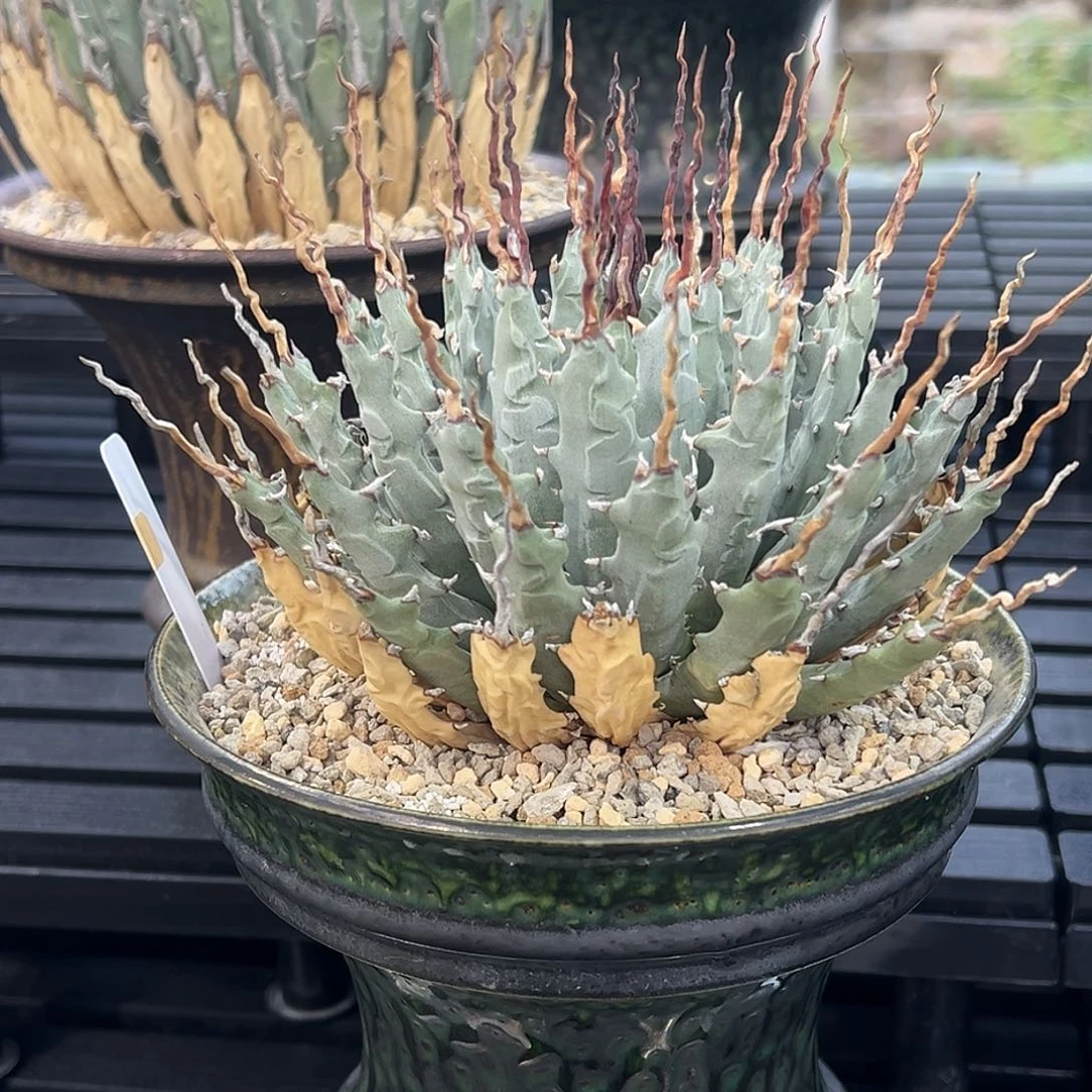 无花朵妖炎熟桩带盆 8折价