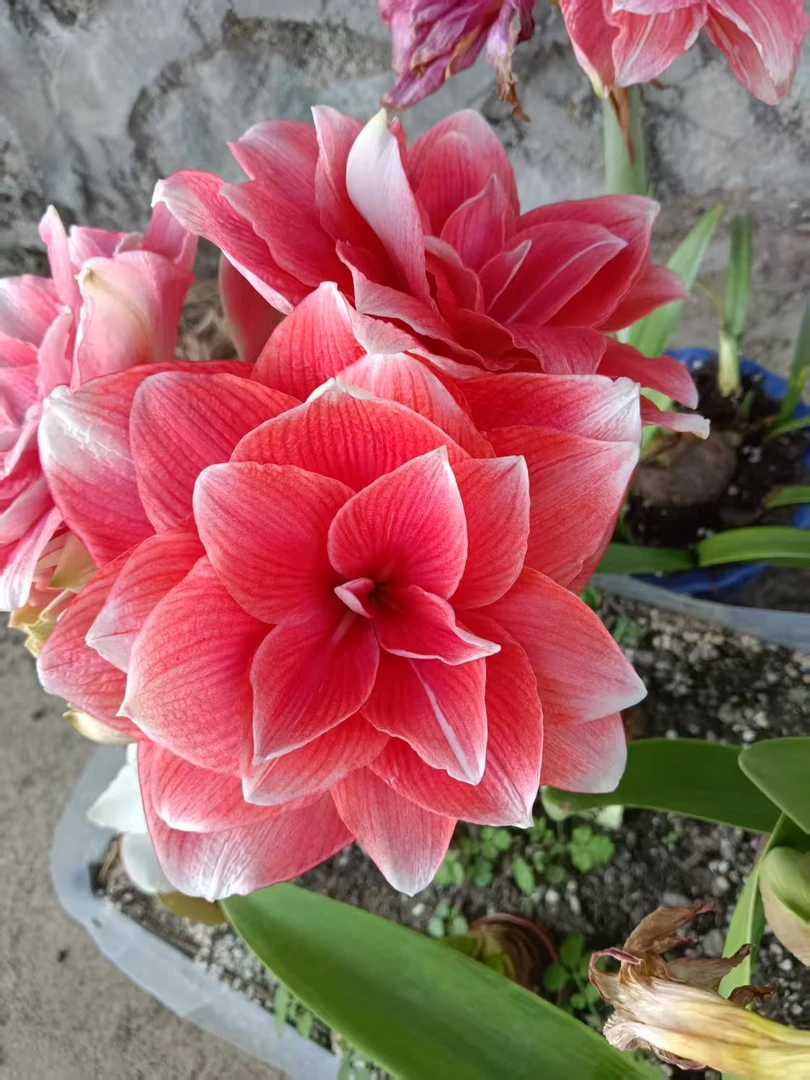 朱顶红-双梦2厘米+糖果仙女4厘米+，冰淇淋4厘米