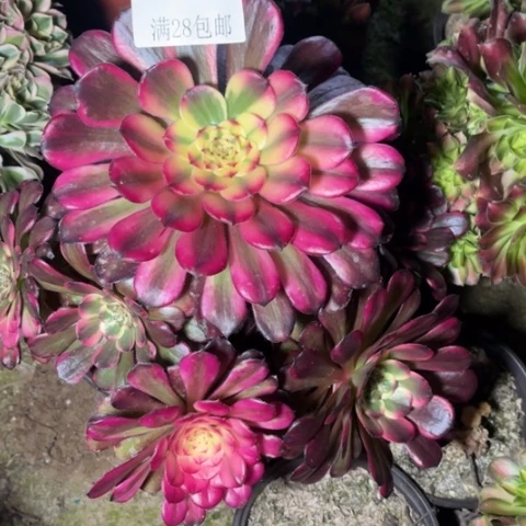 红魔多肉多肉4125