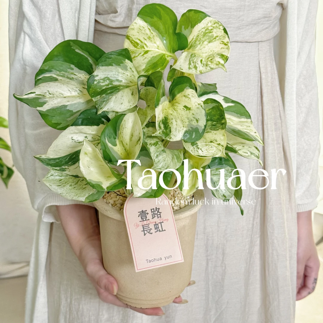 快乐叶子进口爬藤观叶网红绿植室内耐阴绿萝