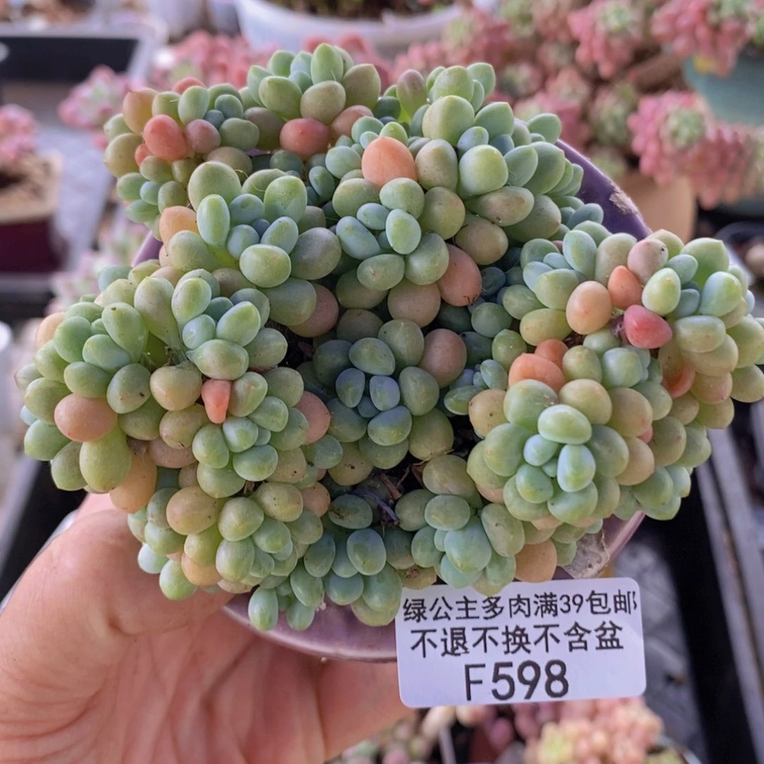 鱼子酱10cm598多肉丸