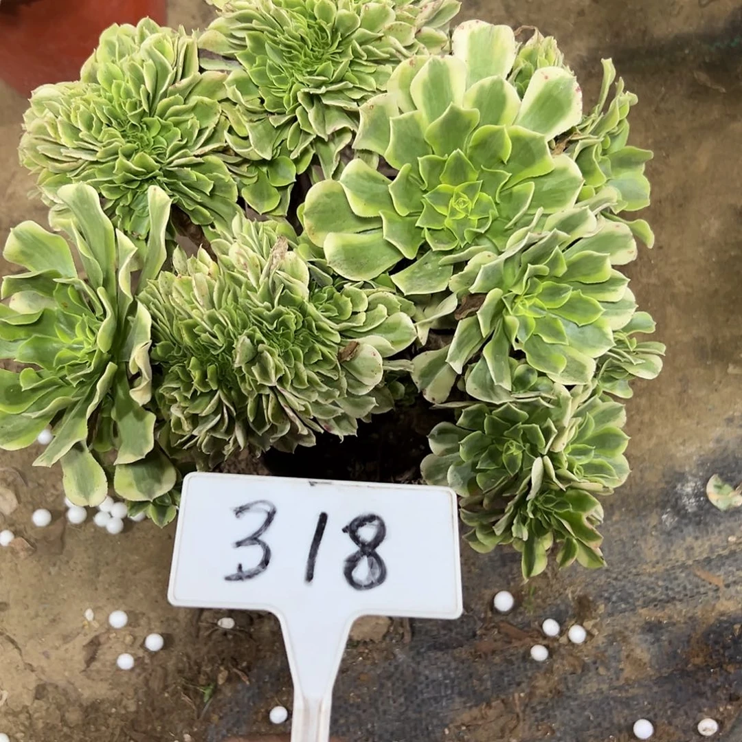 多肉植物绿豆沙缀花318