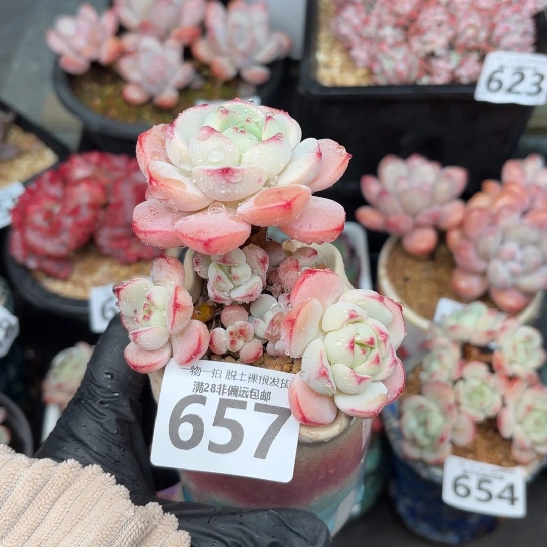 香草多肉无盆土发货