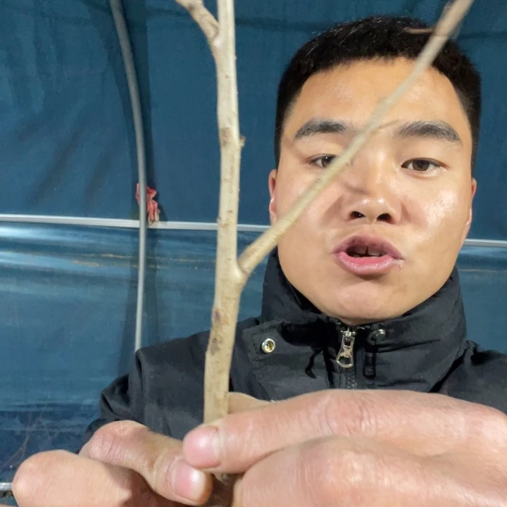 雪之辉海棠花一颗苗