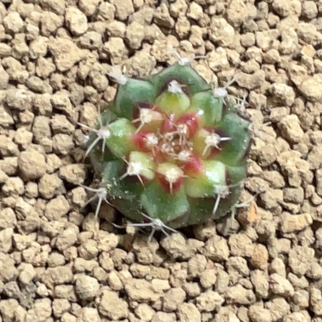 当前无花朵，栽培后可花朵小红帽