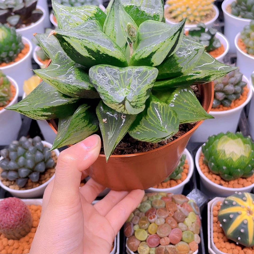 巨大话母本裹般若，原盆