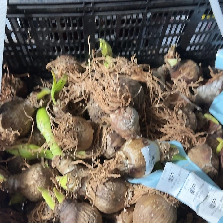 僵尸4.5公分残次球