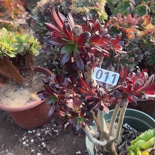 海***花多肉植物有砍011一个