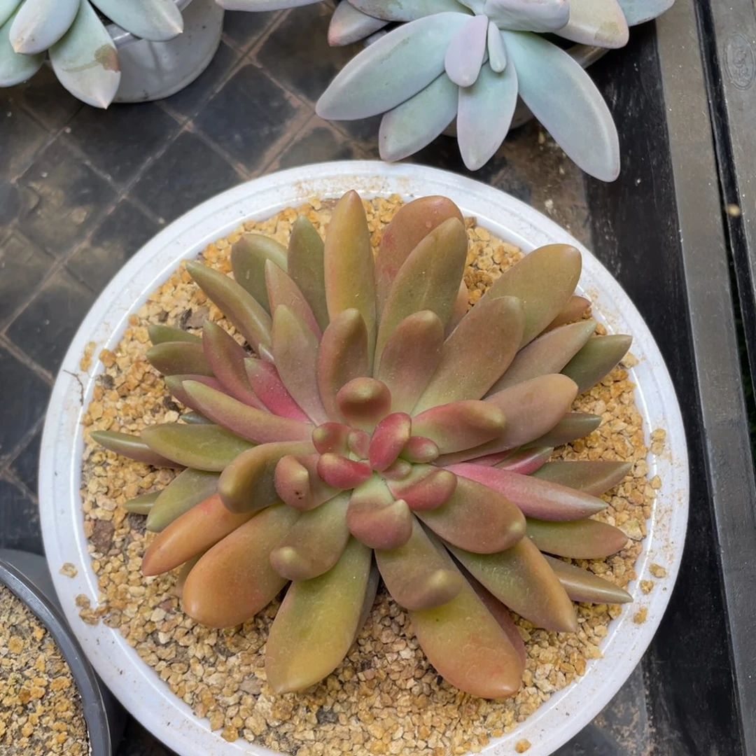 八爪鱼美人多肉植物