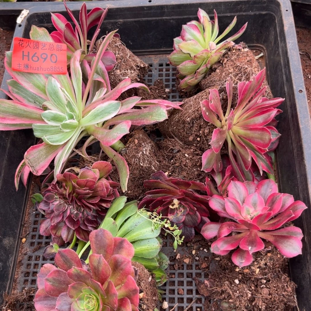 框拍690多肉植物法师