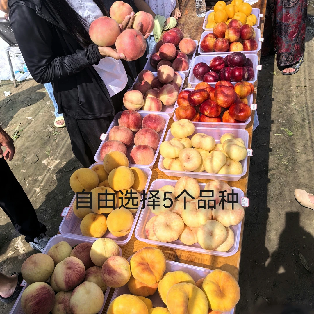 自选  5个品种  5棵或10棵