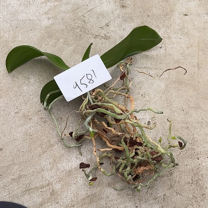 全部花苞瑕疵不售后