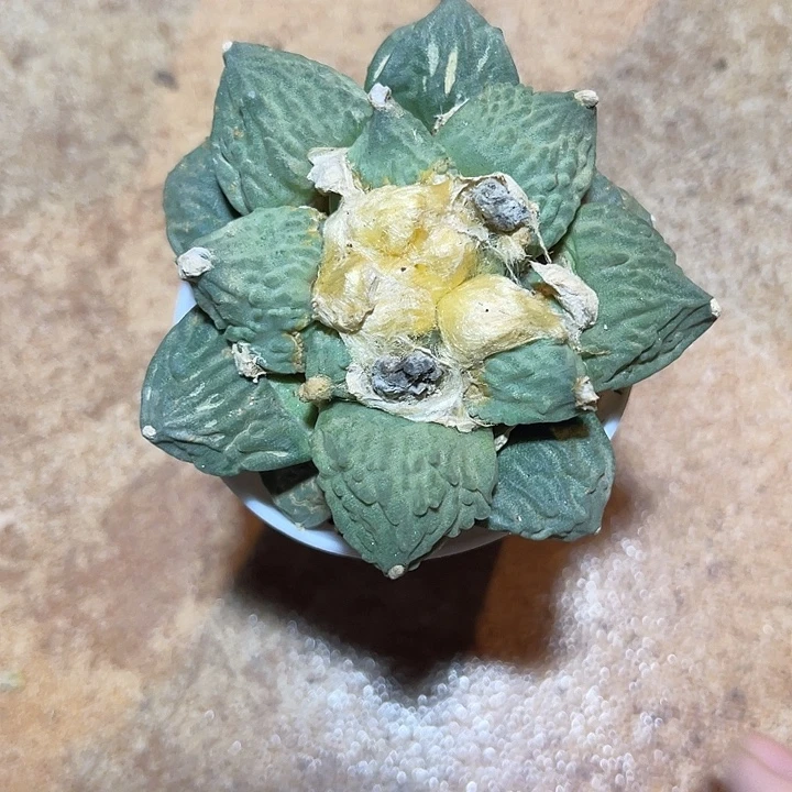 龙角牡丹一物一拍