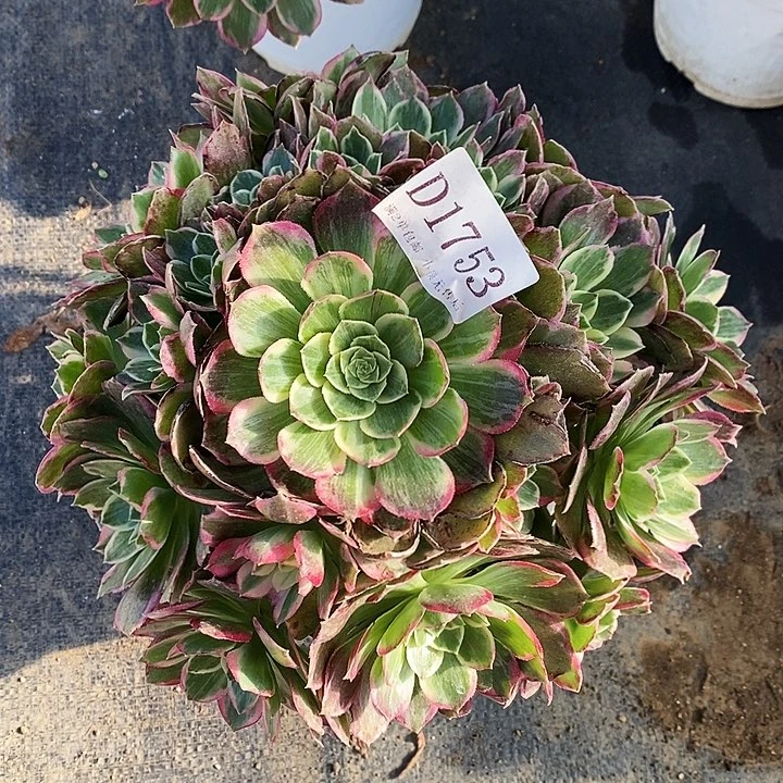 1753粉海王多肉植物