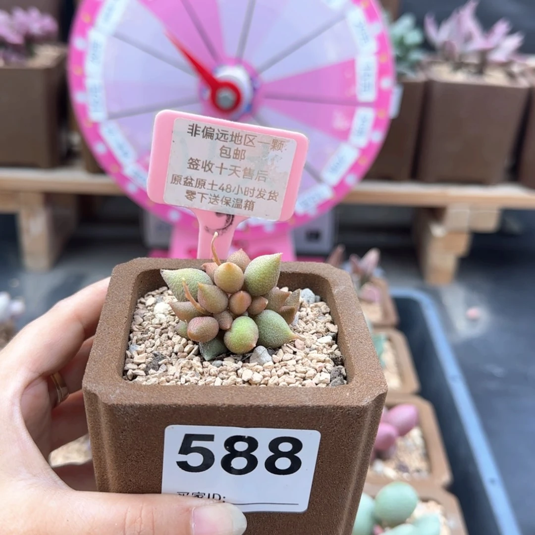 ?****?588小辣椒补差多肉植物