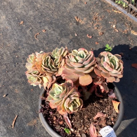 S****r1072白雪公主缀化