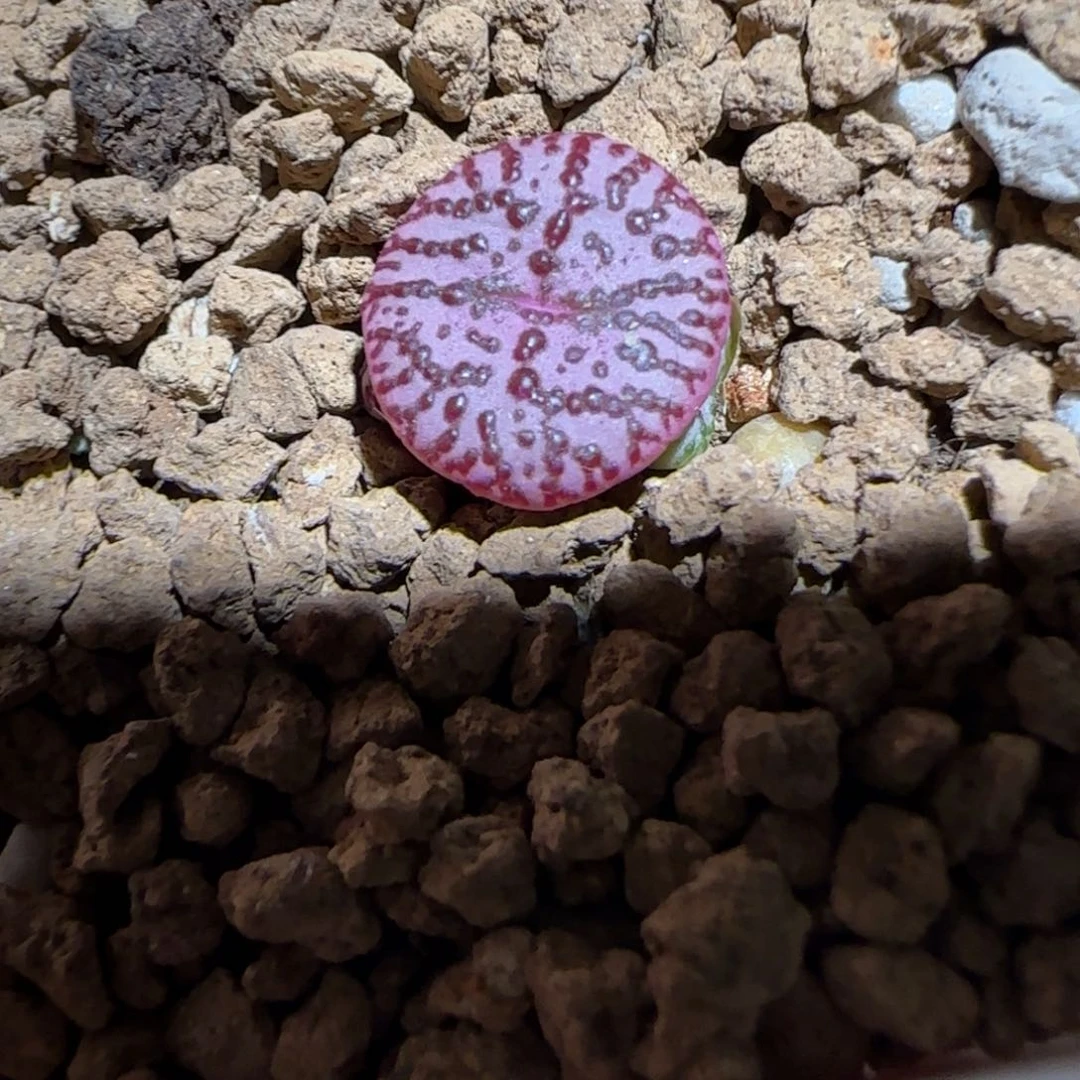 肉锥多肉植物组合-wc霓虹（3头）312