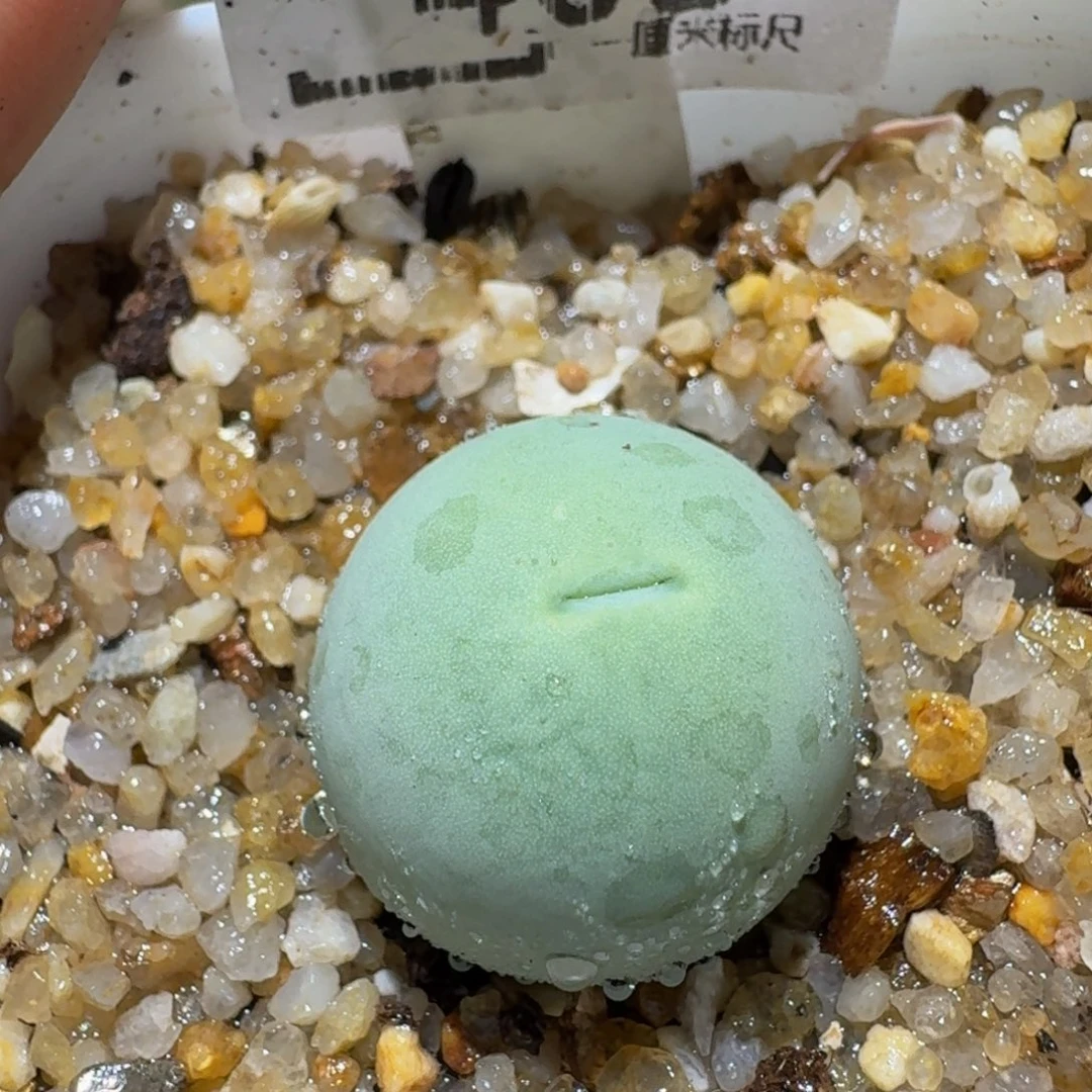 Ssss精品生石花408卡1.8