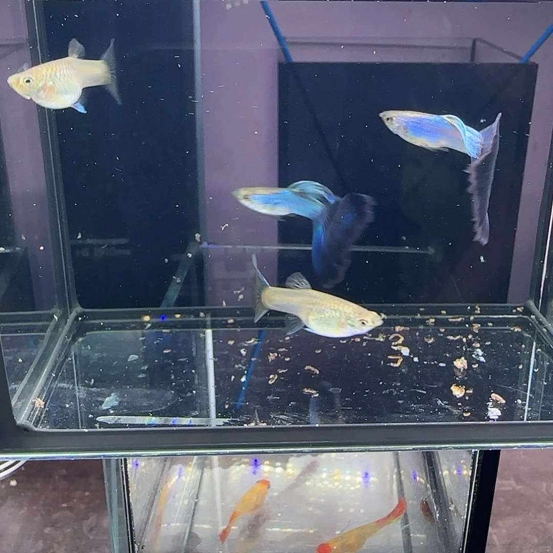 孔雀鱼新加兰两队，三个月