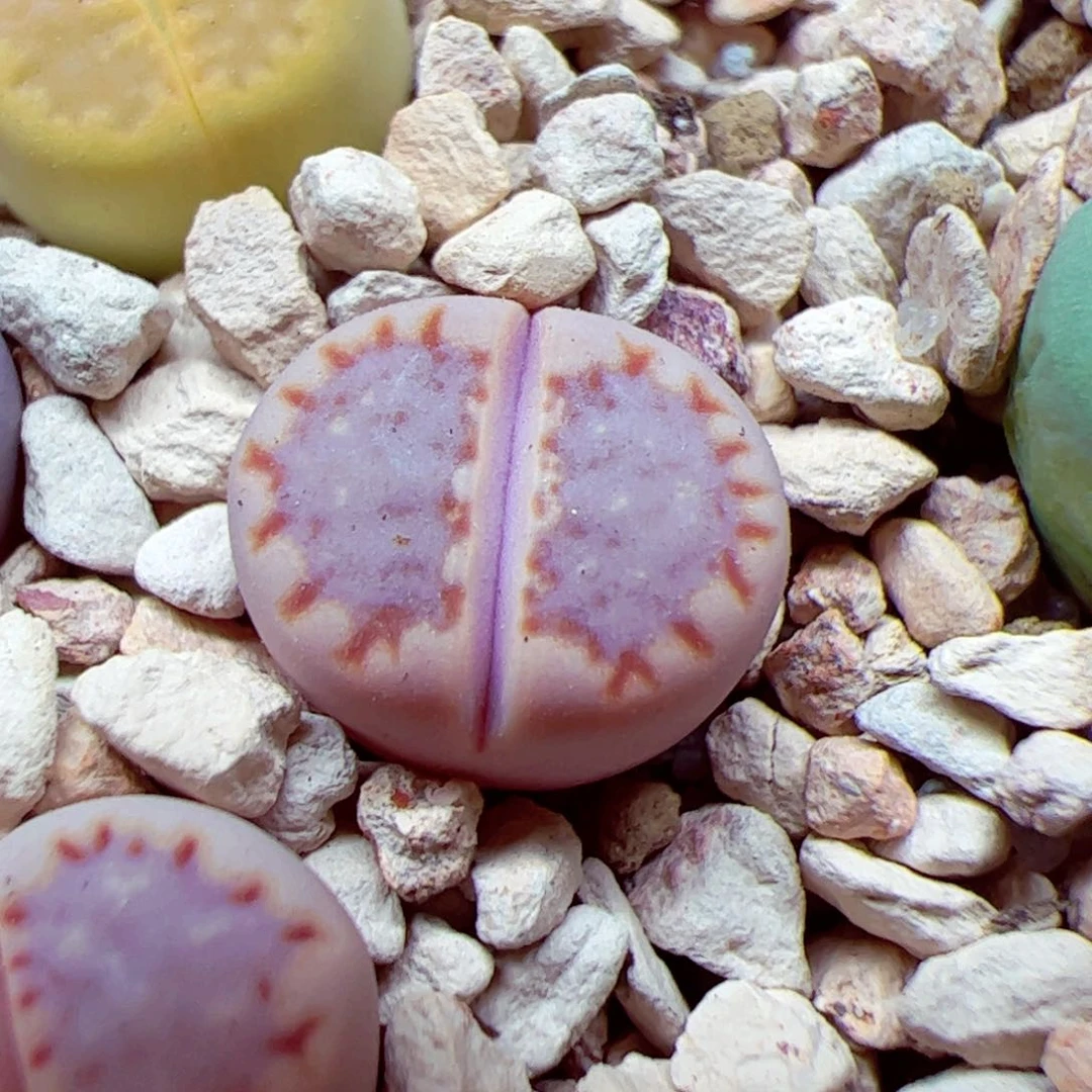 116优秀的肉肉73